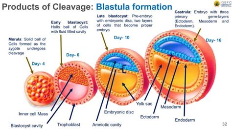 big breasts cleavage|CLEAVAGE Definition & Meaning .